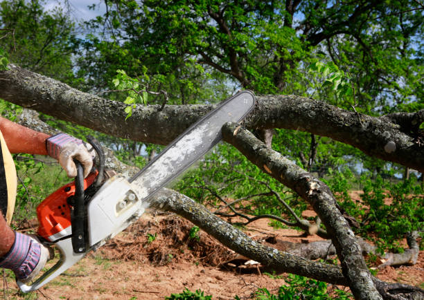 Reliable Aurora, SD Tree Services Solutions